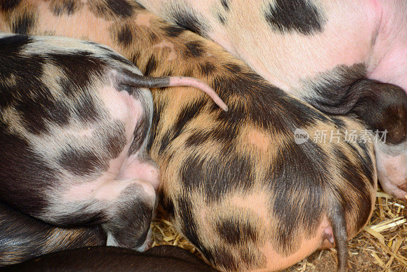 Piétrain piglets